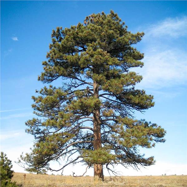 faul-preserve-pinus-ponderosa-ponderosa-pine-university-of